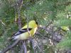 You'll find many feathered friends like this Yellow Finch in the forests of Northwestern Ontario making it a perfect spot for your next birdwatching adventure.