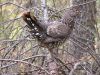 This grouse was the first image captured using my new digital camera and  he co-operated by standing still long enough for me to get this great photo.  This photo was taken in May but I hope to meet up again in the fall during small game season.