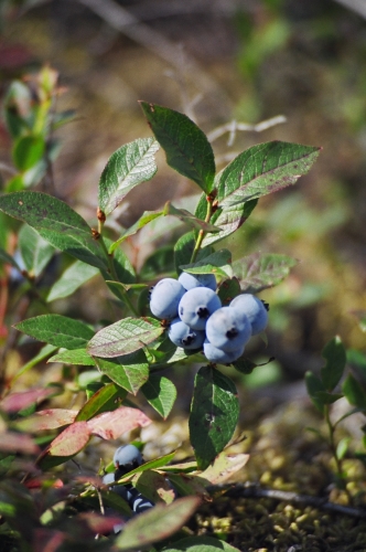 Close up of a wild blue berry bush. Delicious wild blue berries grow all over the Patricia Region!