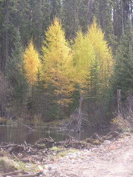 Don't the tamarack trees make a nice contract to the evergreens?
This looks like a great spot to find a moose or beaver.