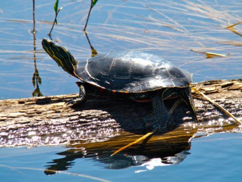 A painted turtle warms himself on a log. Looks like he's enjoying a beautiful day in Canada's great outdoors.