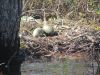A close up view of the loon nest and eggs.  I wonder where the Mom went?