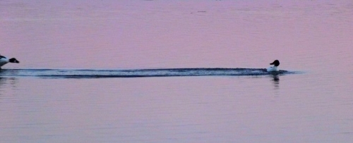 Here are two loons sticking together during mating season. A Canadian sight that never gets old.