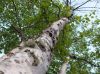 Patricia Region's forest compares to no other.