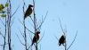 Some cute birds in a tree