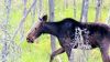 Here's a picture of a moose just doing what moose do best