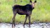 Another picture of the moose
