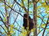 A scared porcupine hides in a tree!