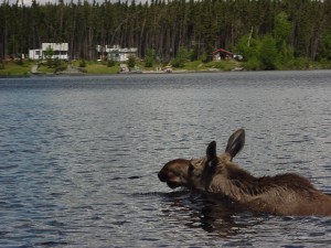moose swimming across lake