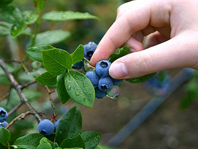 Berry Picking in the Patricia Region