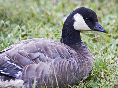 Canada Goose Hunting