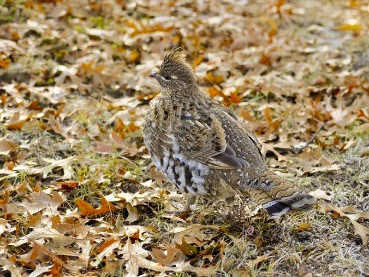 Ruffed Grouse