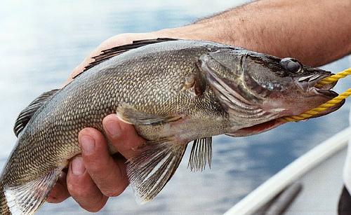 Late - Winter Walleye through the Ice - Ontario Walleye Fishing