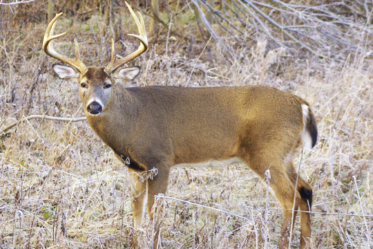 Whitetail deer hunting in Ontario