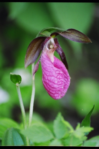 Wild blooming Lady's Slippers are a not-so-uncommon sight in the fields off Canada's Heartland