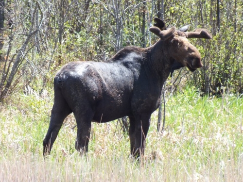 The size of moose never ceases to amaze me. This one was spotted on the side of the road on our way to Red Lake.