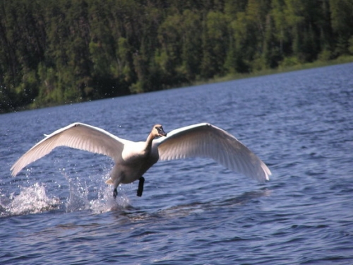 A beautiful swan taking off from one of the many lakes in Canada's Heartland! You never know what types of wild life you'll see while on the lake.
