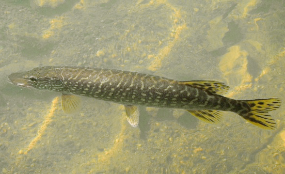 Baby Pike Fish