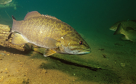 Smallmouth Bass Fishing in Ontario Canada