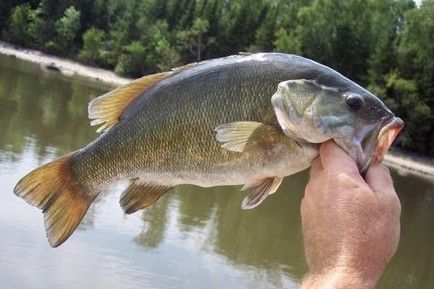 Smallmouth Bass Fishing in Ontario, Canada