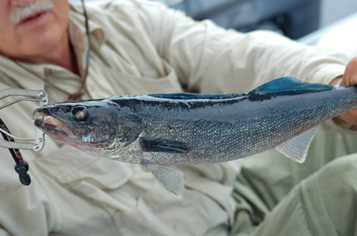 Blue Walleye