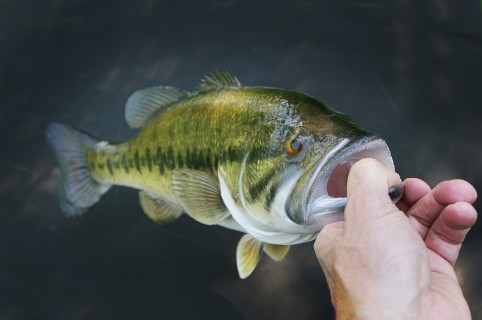 Water Clarity (Bass Fishing)