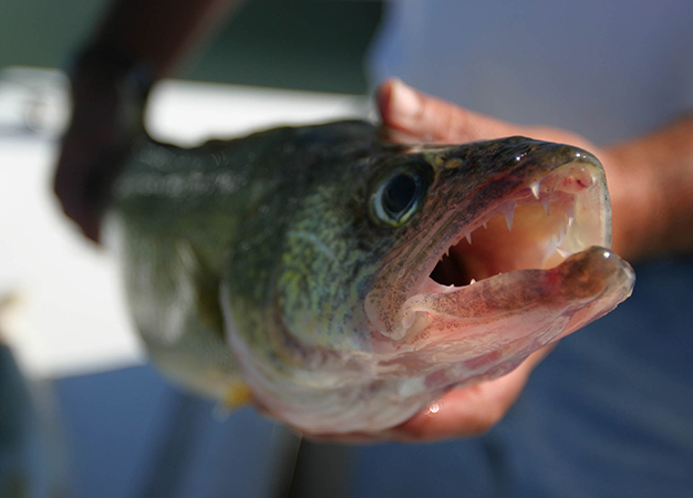 Fishing Articles on  - Walleye Tips and Tactics of a  Nightstalker. It`s all about the right bait at the right time presented in  the right way