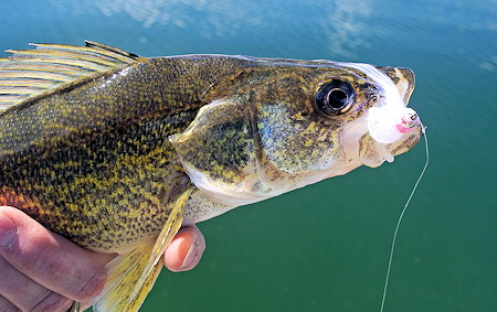 Worm Tricks for Walleye