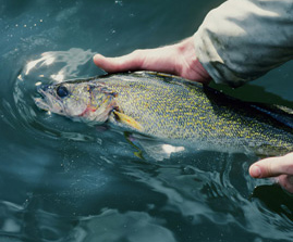 Walleye in Autumn - Ontario Fishing & Hunting Outfitter Mini-Sites