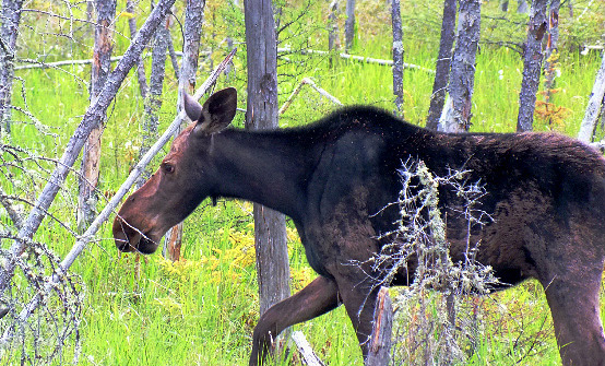 Ontario Trophy Moose Hunting