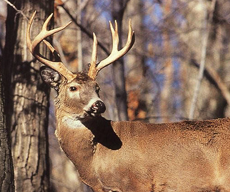 Scouting and Hunting October Whitetails