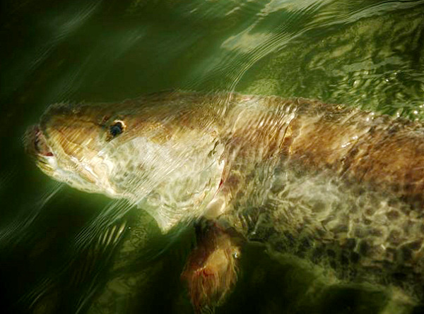 All About Fishing Leaders: 5 Ways to Combat Nasty Pike and Muskie