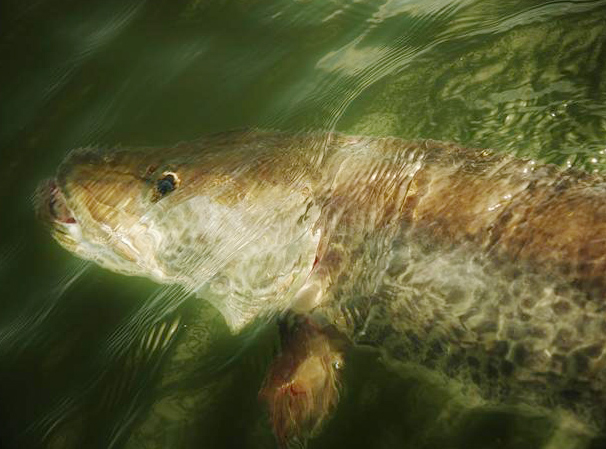 Trolling for Top-water Muskie